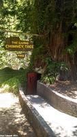The Chimney Tree was created by a fire burning out its center.