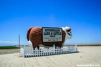 The Giant Steer of Buttonwillow