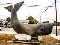 Homeless Whale in San Luis Obispo County