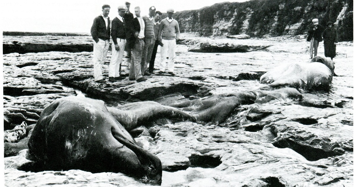 Santa Cruz Sea Monster Weird California